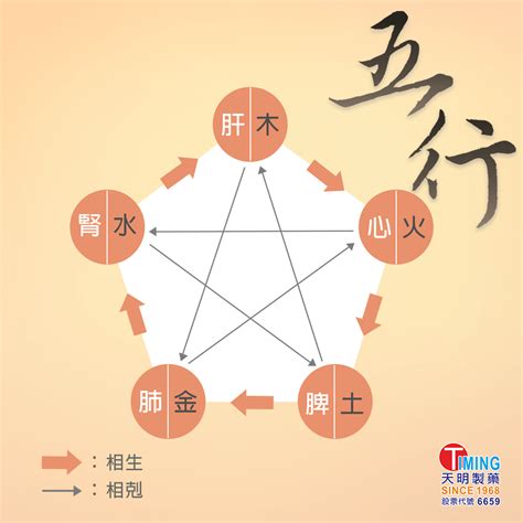 五行對應身體|中醫知識 